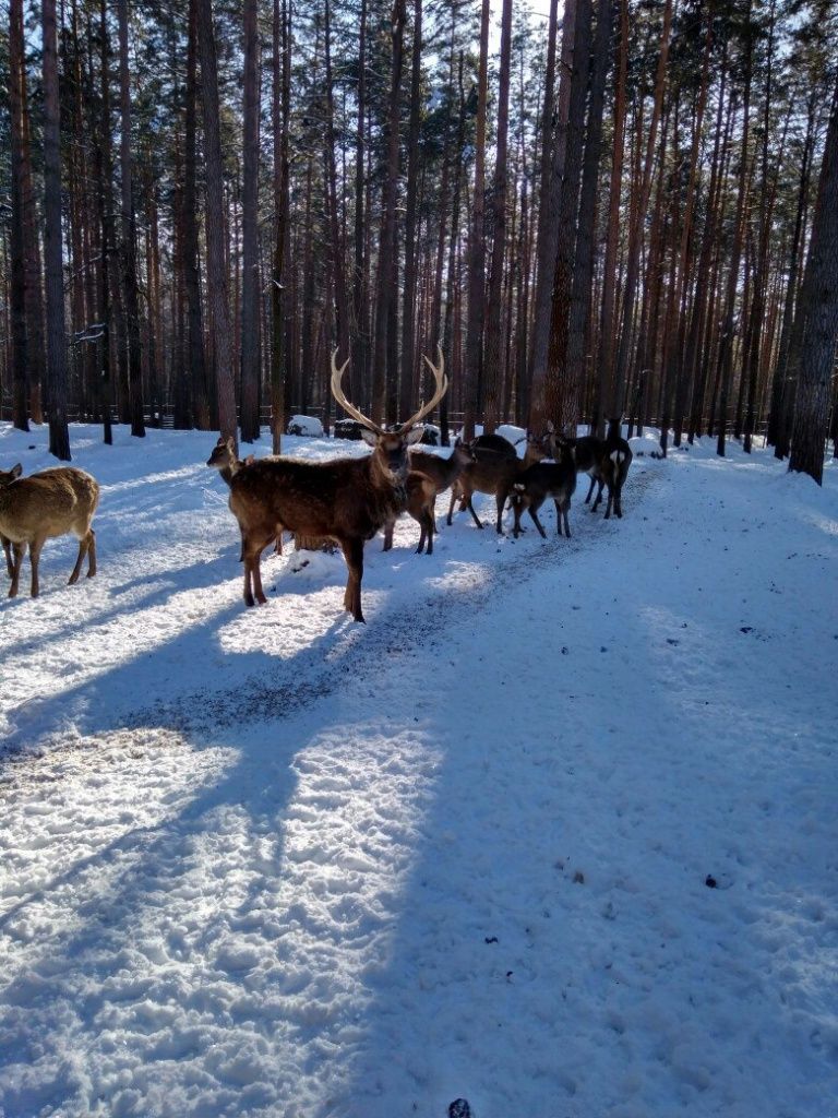 Орловское Полесье часовня